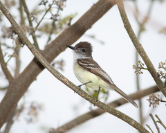 Myiarchus stolidus