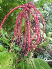 Pinanga coronata