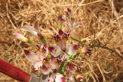 Alstroemeria pulchra