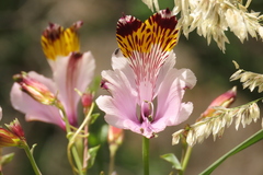 Alstroemeria pulchra