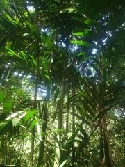Pinanga coronata