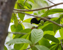 Loxipasser anoxanthus