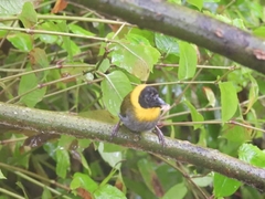 Ploceus nelicourvi