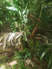 Pinanga coronata