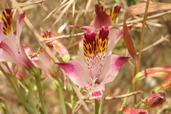 Alstroemeria pulchra