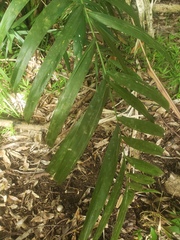Pinanga coronata