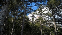 Pinus nigra pallasiana