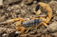 Leiurus hebraeus