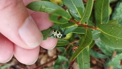 Astylus atromaculatus