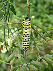 Papilio polyxenes