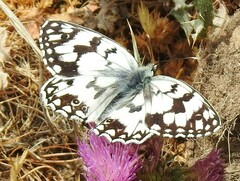 Melanargia russiae