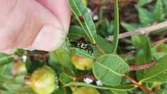 Astylus atromaculatus