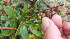 Astylus atromaculatus