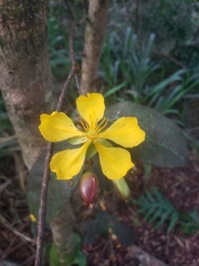 Ochna thomasiana