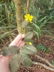 Ochna thomasiana
