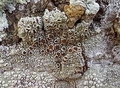 Lecanora