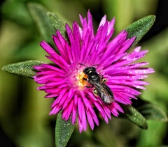 Ceratina