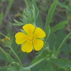 Potentilla thuringiaca