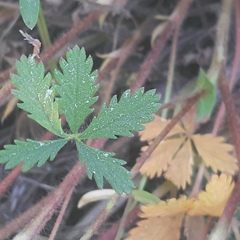 Potentilla thuringiaca