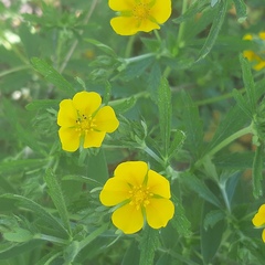 Potentilla thuringiaca