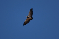 Geranoaetus melanoleucus australis