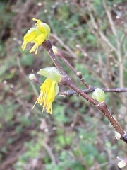 Dirca occidentalis