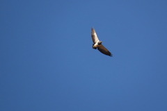 Geranoaetus melanoleucus australis