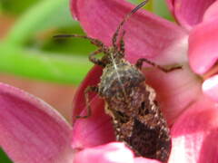 Merocoris distinctus