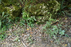 Hippobroma longiflora