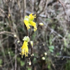 Dirca occidentalis