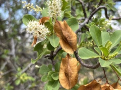 Terminalia prunioides image