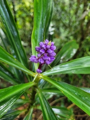 Dichorisandra procera