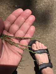 Leersia