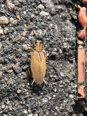 Ellipsidion humerale