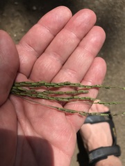 Leersia