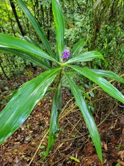 Dichorisandra procera