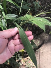 Leersia