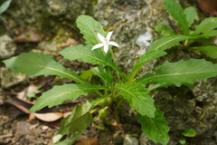Hippobroma longiflora