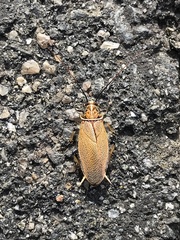 Ellipsidion humerale