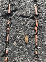 Ellipsidion humerale