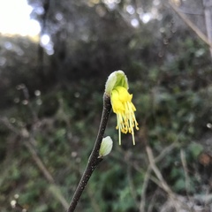 Dirca occidentalis