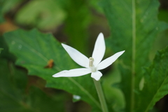 Hippobroma longiflora