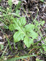 Macrachaenium gracile