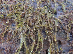 Odontoschisma denudatum