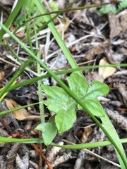 Macrachaenium gracile