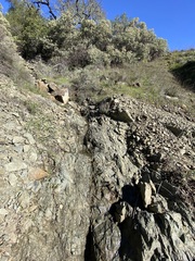 Dudleya abramsii setchellii