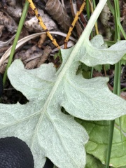 Macrachaenium gracile