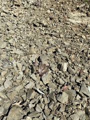 Dudleya abramsii setchellii
