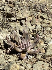 Dudleya abramsii setchellii