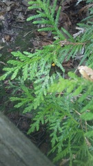 Chrysopilus thoracicus